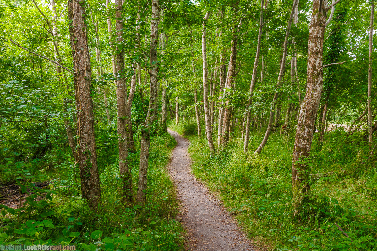 Кольцо Керри, Парк Килларни, озеро Лох-Лейн, аббатство Макрос | The Ring of Kerry, Kellareny Park, Muckross Abbey, Lough Leane | LookAtIsrael.com путешествует по Ирландии