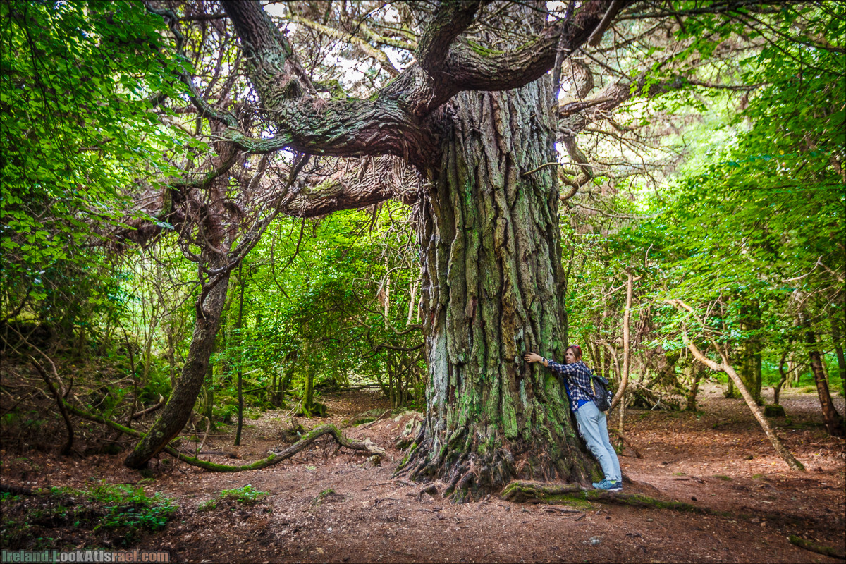 Кольцо Керри, Парк Килларни, озеро Лох-Лейн, аббатство Макрос | The Ring of Kerry, Kellareny Park, Muckross Abbey, Lough Leane | LookAtIsrael.com путешествует по Ирландии