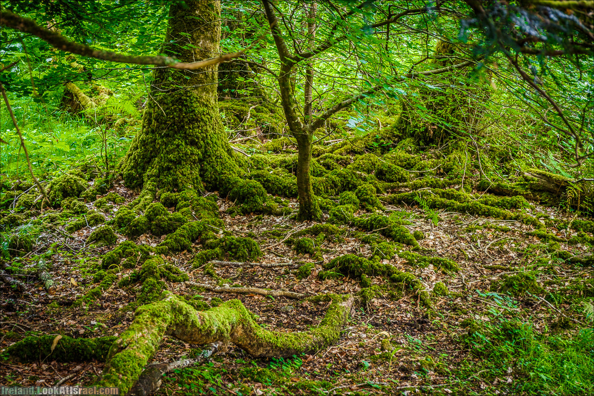 Кольцо Керри, Парк Килларни, озеро Лох-Лейн, аббатство Макрос | The Ring of Kerry, Kellareny Park, Muckross Abbey, Lough Leane | LookAtIsrael.com путешествует по Ирландии