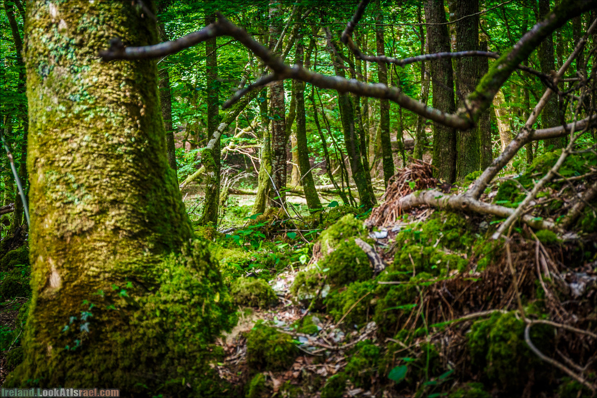 Кольцо Керри, Парк Килларни, озеро Лох-Лейн, аббатство Макрос | The Ring of Kerry, Kellareny Park, Muckross Abbey, Lough Leane | LookAtIsrael.com путешествует по Ирландии