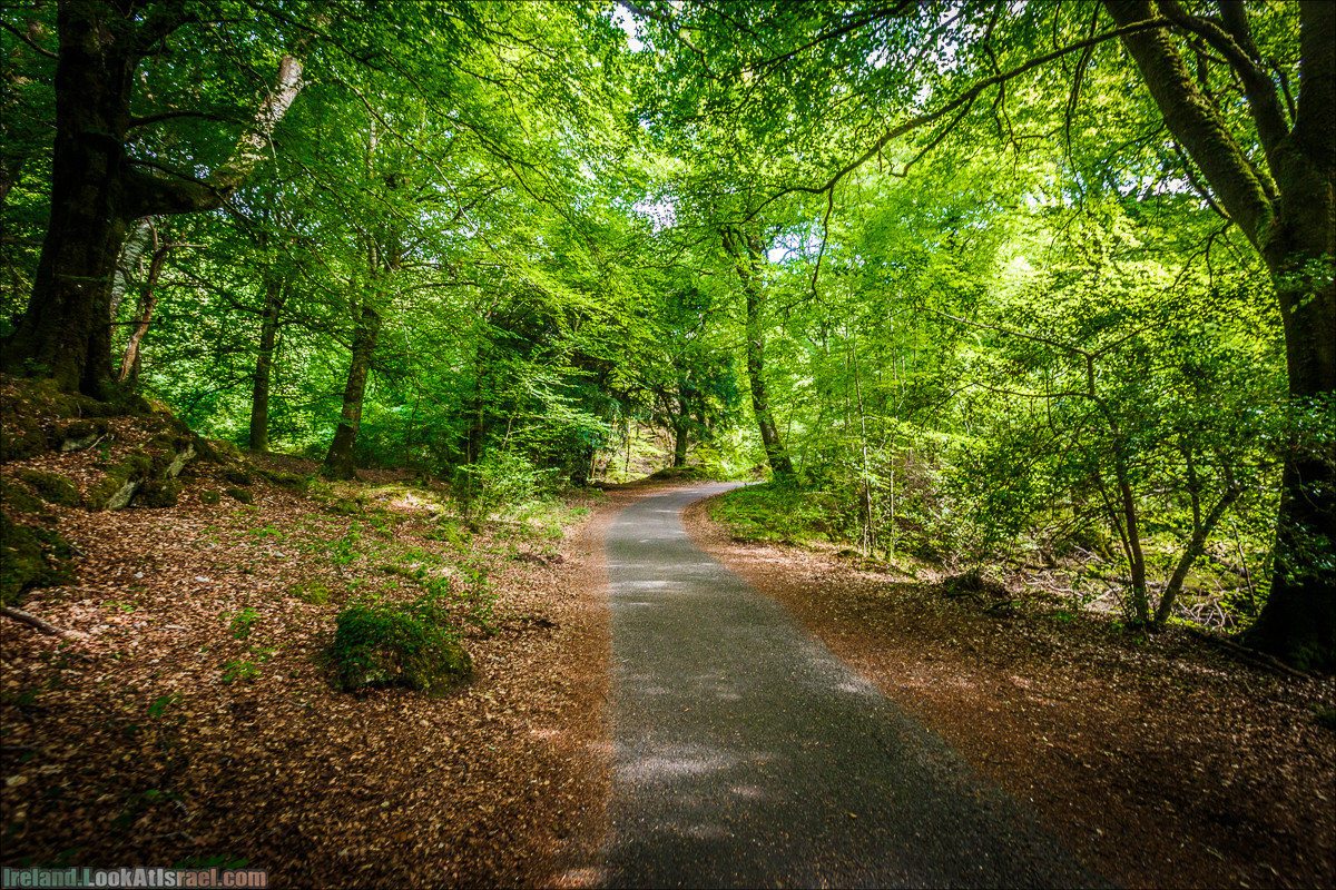 Кольцо Керри, Парк Килларни, озеро Лох-Лейн, аббатство Макрос | The Ring of Kerry, Kellareny Park, Muckross Abbey, Lough Leane | LookAtIsrael.com путешествует по Ирландии