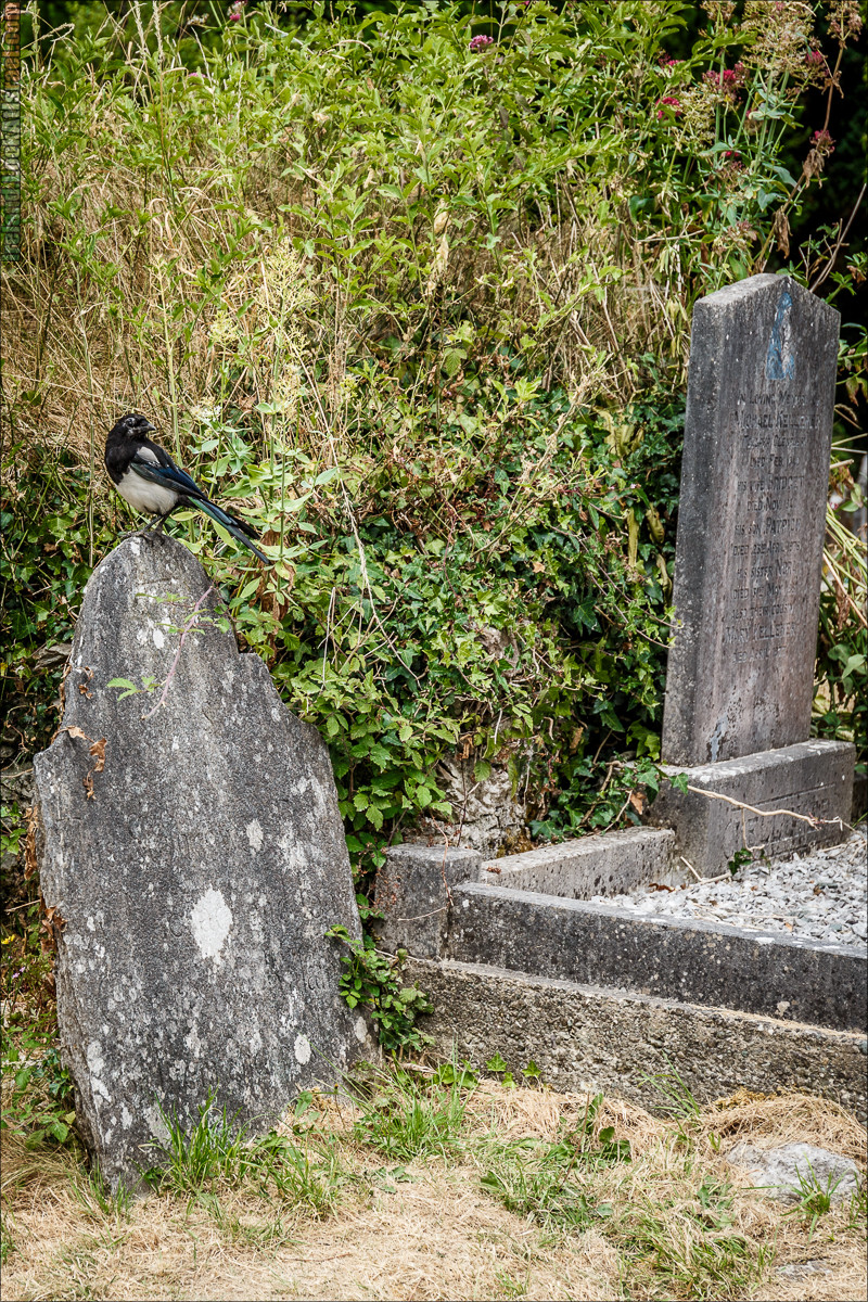 Кольцо Керри, Парк Килларни, озеро Лох-Лейн, аббатство Макрос | The Ring of Kerry, Kellareny Park, Muckross Abbey, Lough Leane | LookAtIsrael.com путешествует по Ирландии