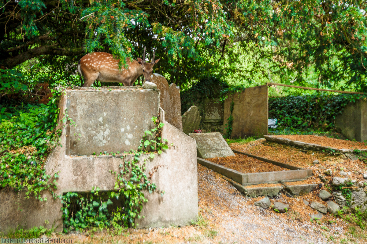Кольцо Керри, Парк Килларни, озеро Лох-Лейн, аббатство Макрос | The Ring of Kerry, Kellareny Park, Muckross Abbey, Lough Leane | LookAtIsrael.com путешествует по Ирландии