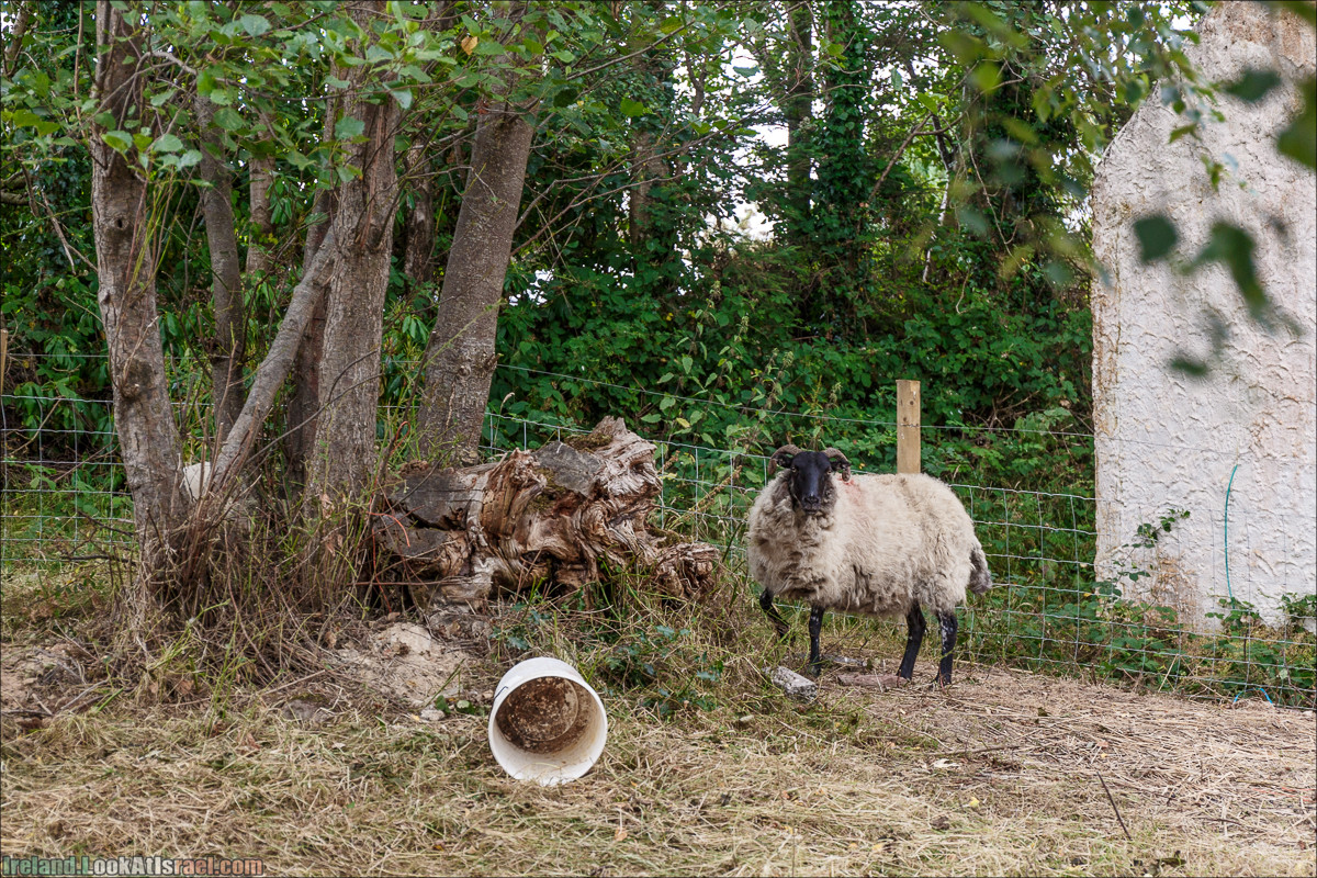Кольцо Керри, Кэрсивин (Кахерсивин), Bog Village | The Ring of Kerry, Waterville | LookAtIsrael.com путешествует по Ирландии