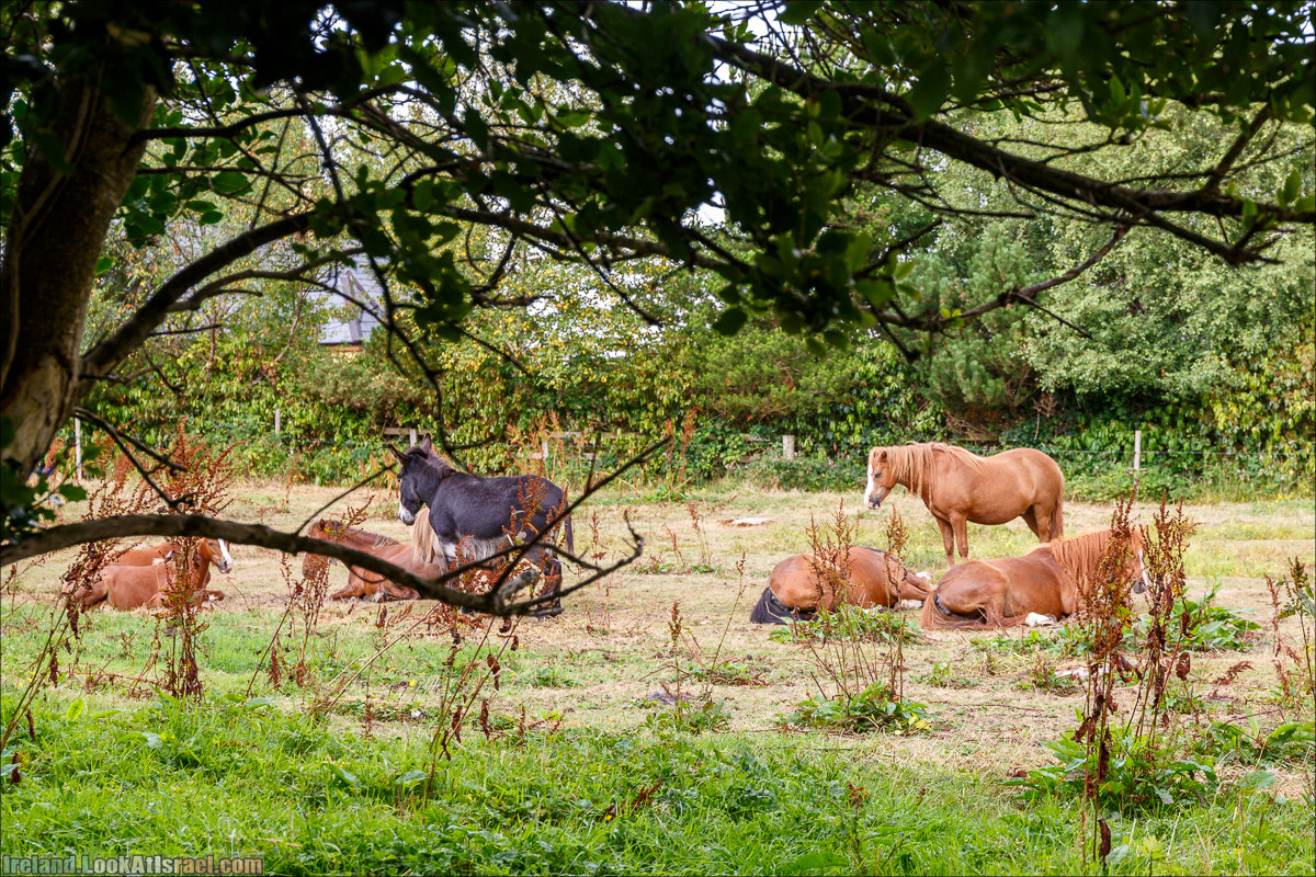 Кольцо Керри, Кэрсивин (Кахерсивин), Bog Village | The Ring of Kerry, Waterville | LookAtIsrael.com путешествует по Ирландии
