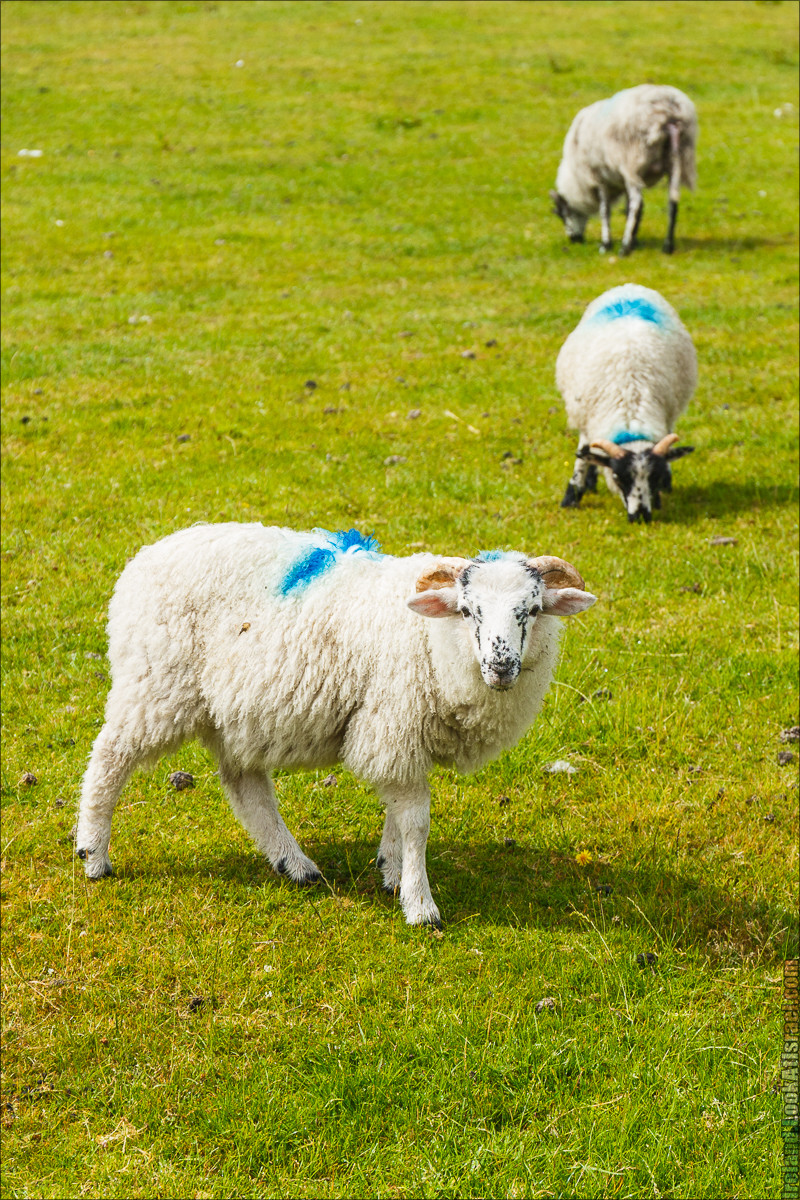 Кольцо Керри, Кенамар и виды Ирландинн | The Ring of Kerry, Kenmare | LookAtIsrael.com путешествует по Ирландии