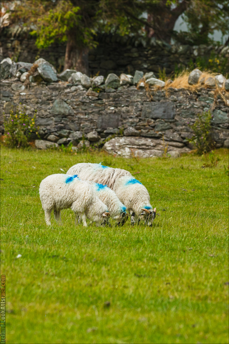 Кольцо Керри, Кенамар и виды Ирландинн | The Ring of Kerry, Kenmare | LookAtIsrael.com путешествует по Ирландии