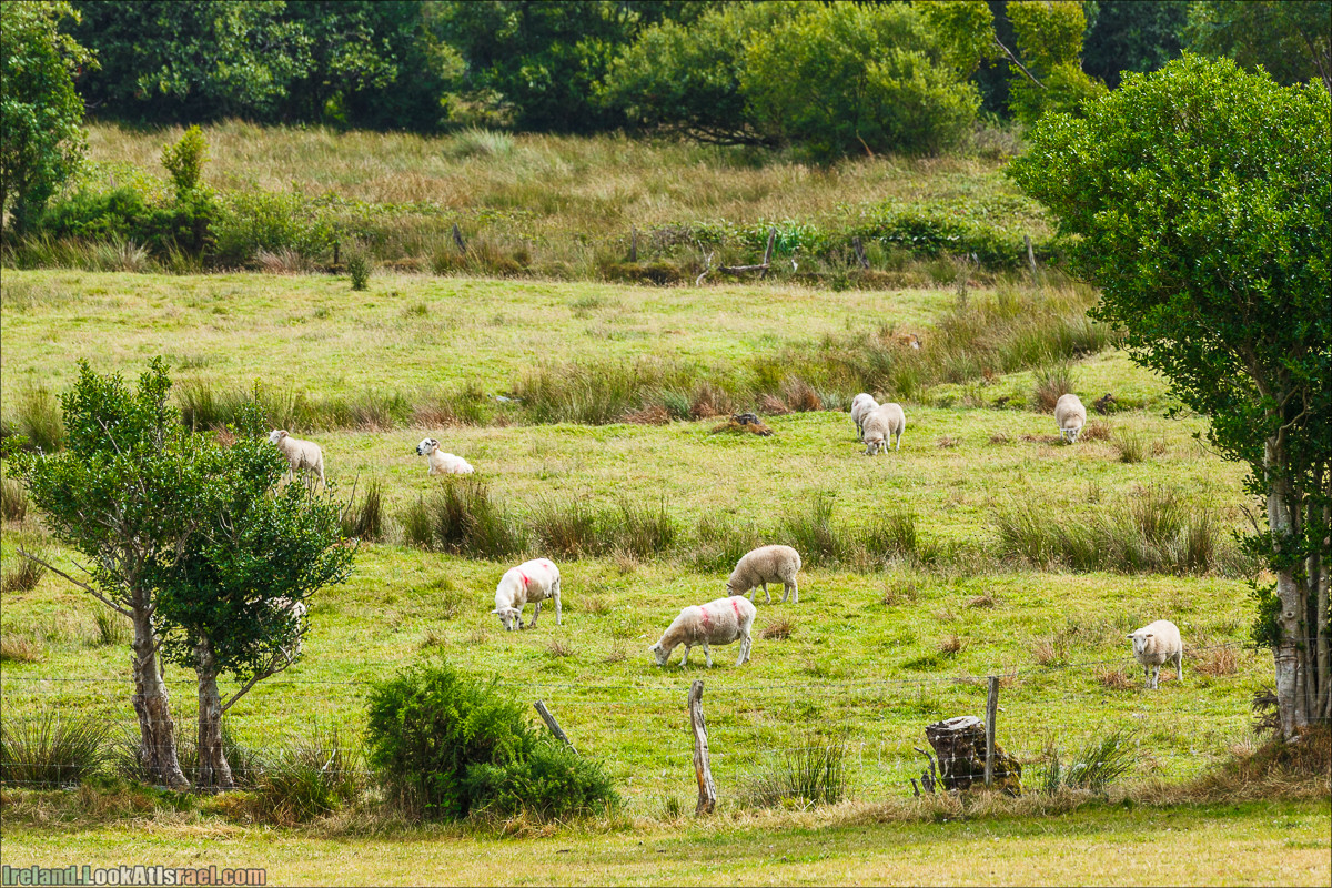 Кольцо Керри, Кенамар и виды Ирландинн | The Ring of Kerry, Kenmare | LookAtIsrael.com путешествует по Ирландии