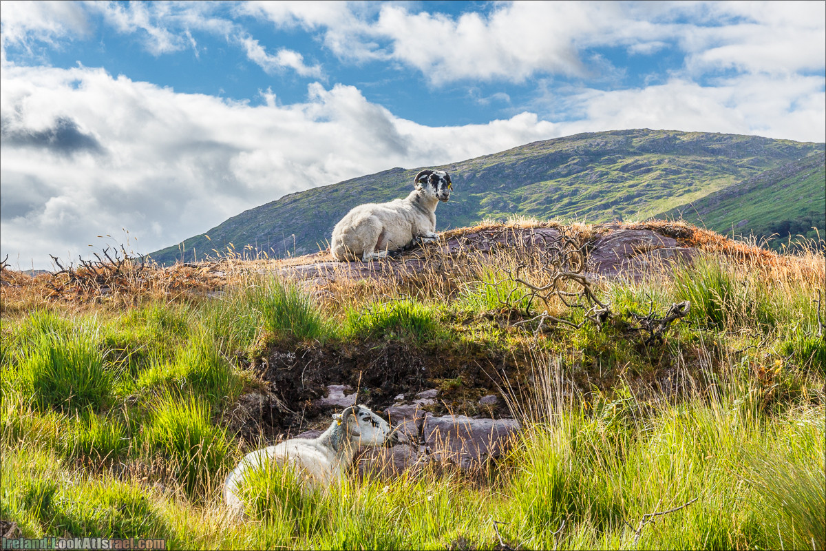 Кольцо Беара, каменное колцо Юраа и вододад парка Гленинчакин | The Ring of Beara, Uragh Stone Circle, Gleninchaquin Park & Waterfall | LookAtIsrael.com путешествует по Ирландии