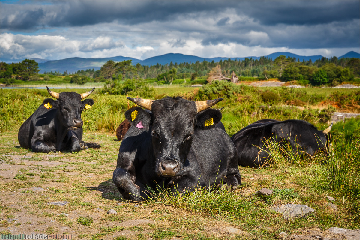 Кольцо Беара, каменное колцо Юраа и вододад парка Гленинчакин | The Ring of Beara, Uragh Stone Circle, Gleninchaquin Park & Waterfall | LookAtIsrael.com путешествует по Ирландии