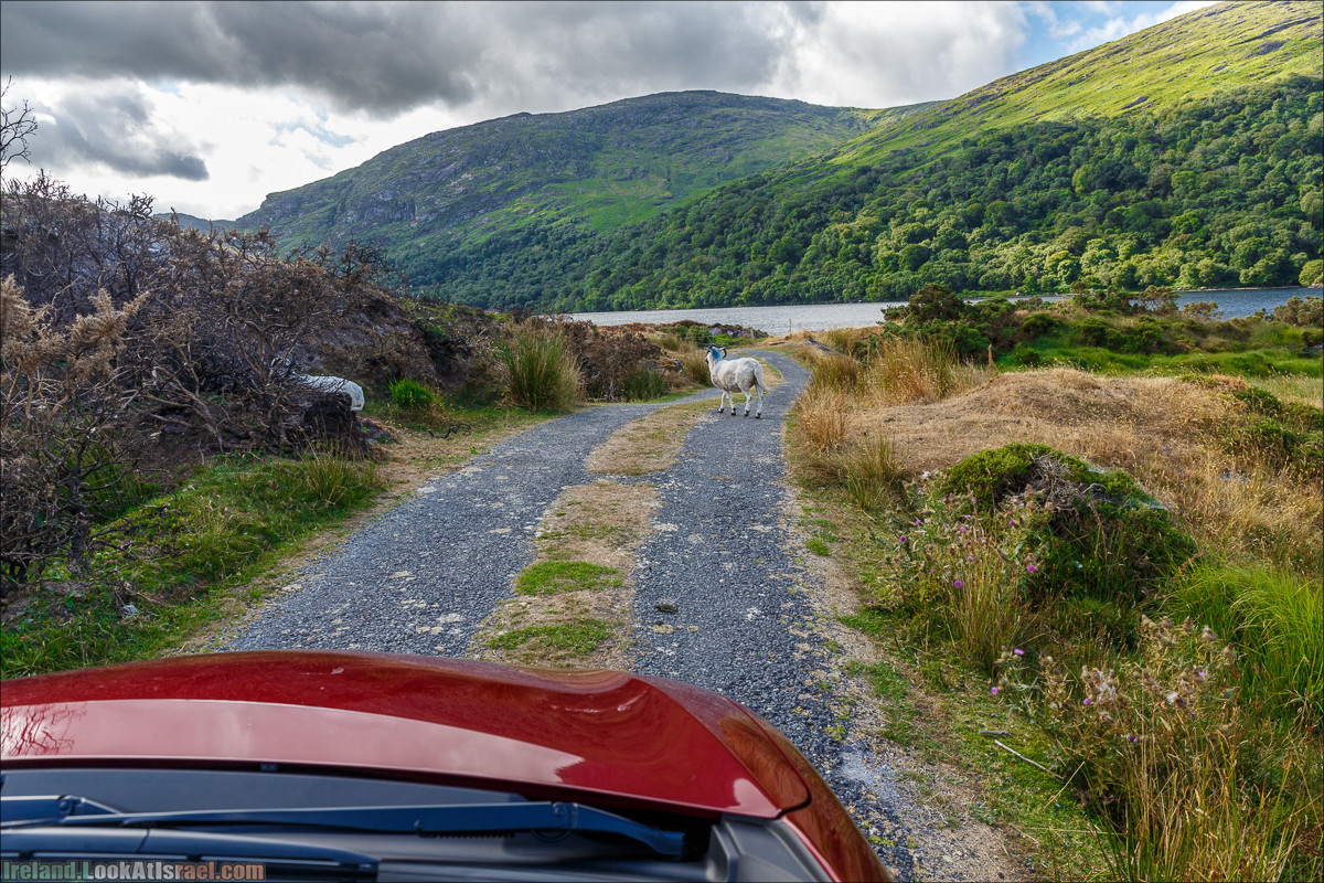 Кольцо Беара, каменное колцо Юраа и вододад парка Гленинчакин | The Ring of Beara, Uragh Stone Circle, Gleninchaquin Park & Waterfall | LookAtIsrael.com путешествует по Ирландии
