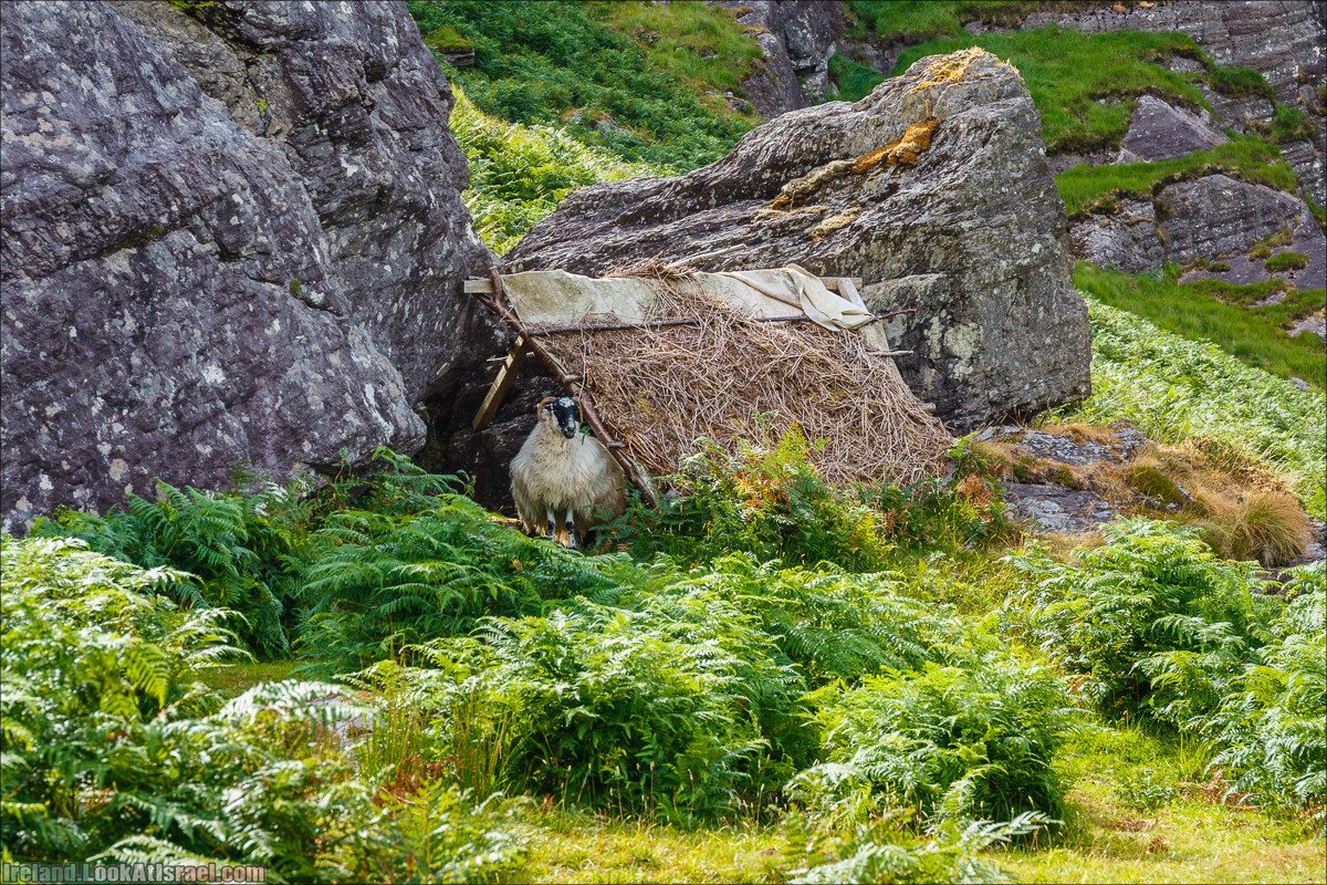 Кольцо Беара, каменное колцо Юраа и вододад парка Гленинчакин | The Ring of Beara, Uragh Stone Circle, Gleninchaquin Park & Waterfall | LookAtIsrael.com путешествует по Ирландии