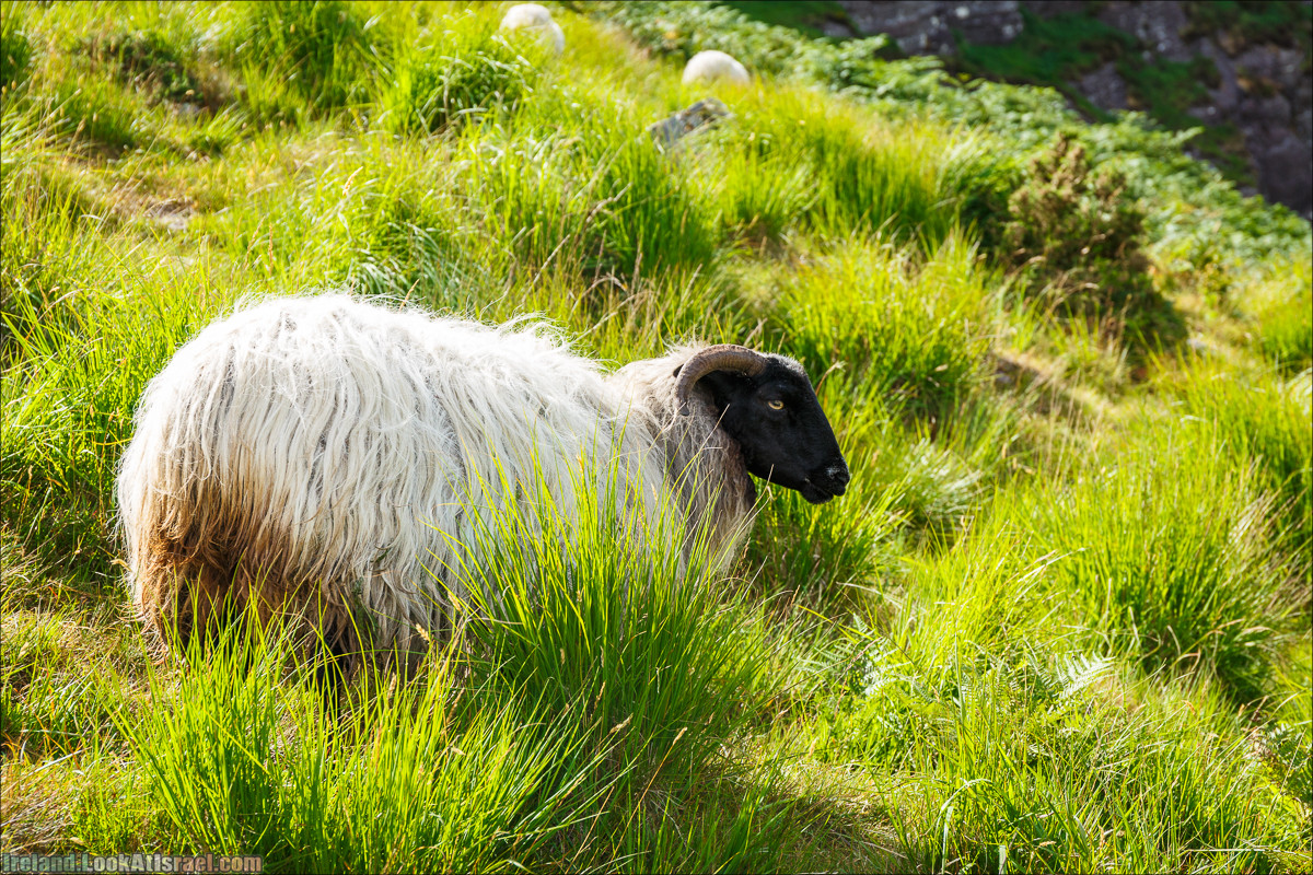 Кольцо Беара, каменное колцо Юраа и вододад парка Гленинчакин | The Ring of Beara, Uragh Stone Circle, Gleninchaquin Park & Waterfall | LookAtIsrael.com путешествует по Ирландии