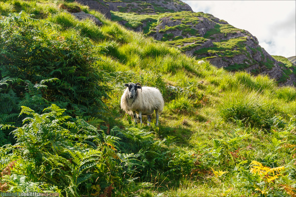 Кольцо Беара, каменное колцо Юраа и вододад парка Гленинчакин | The Ring of Beara, Uragh Stone Circle, Gleninchaquin Park & Waterfall | LookAtIsrael.com путешествует по Ирландии