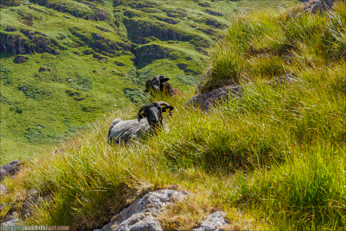 Кольцо Беара, каменное колцо Юраа и вододад парка Гленинчакин | The Ring of Beara, Uragh Stone Circle, Gleninchaquin Park & Waterfall | LookAtIsrael.com путешествует по Ирландии