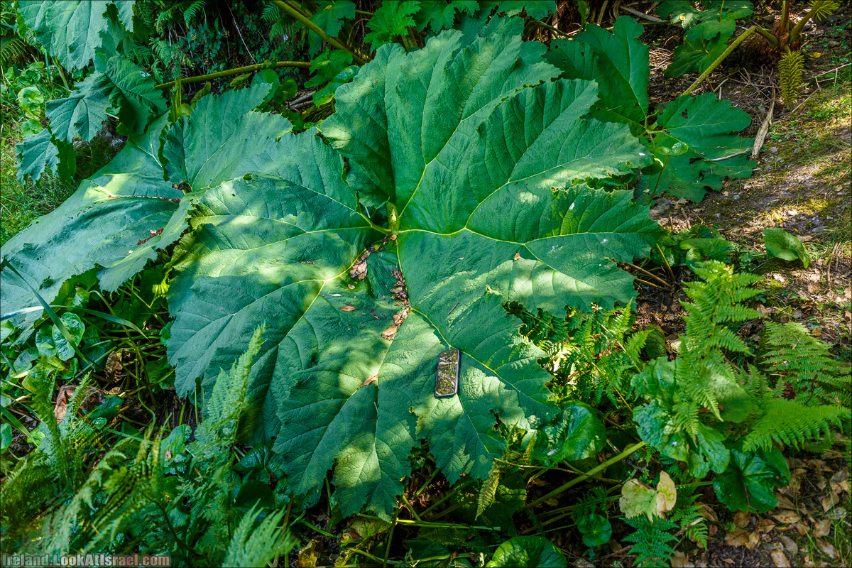Кольцо Беара, каменное колцо Юраа и вододад парка Гленинчакин | The Ring of Beara, Uragh Stone Circle, Gleninchaquin Park & Waterfall | LookAtIsrael.com путешествует по Ирландии