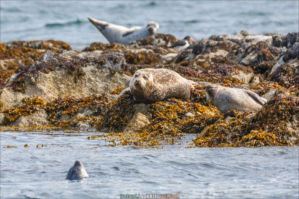 Seafari к морским мимишным собачками