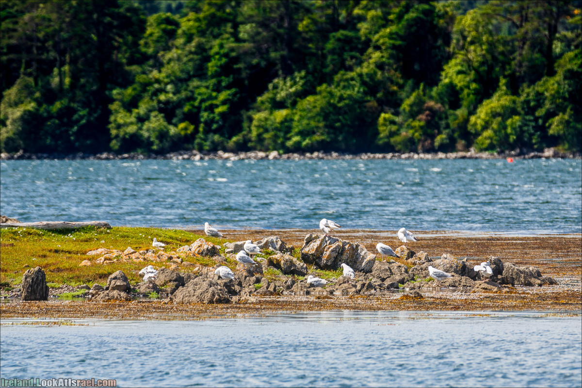 Seafari с тюленями в заливе Кенмар | The Ring of Beara, Uragh Stone Circle, Gleninchaquin Park & Waterfall | LookAtIsrael.com путешествует по Ирландии