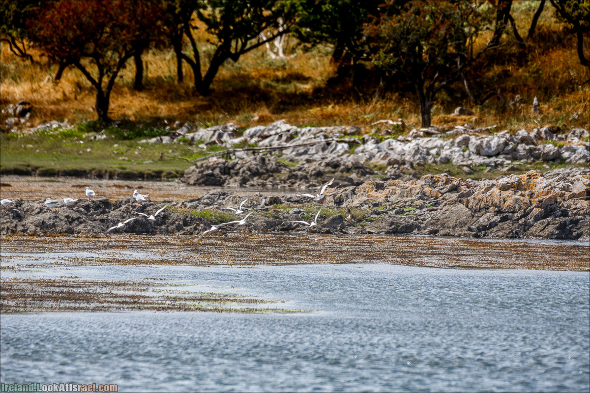 Seafari с тюленями в заливе Кенмар | The Ring of Beara, Uragh Stone Circle, Gleninchaquin Park & Waterfall | LookAtIsrael.com путешествует по Ирландии