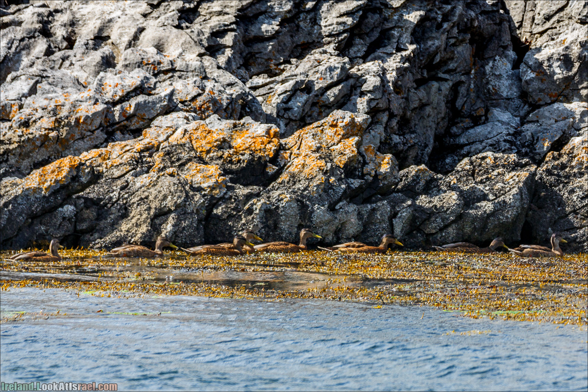 Seafari с тюленями в заливе Кенмар | The Ring of Beara, Uragh Stone Circle, Gleninchaquin Park & Waterfall | LookAtIsrael.com путешествует по Ирландии