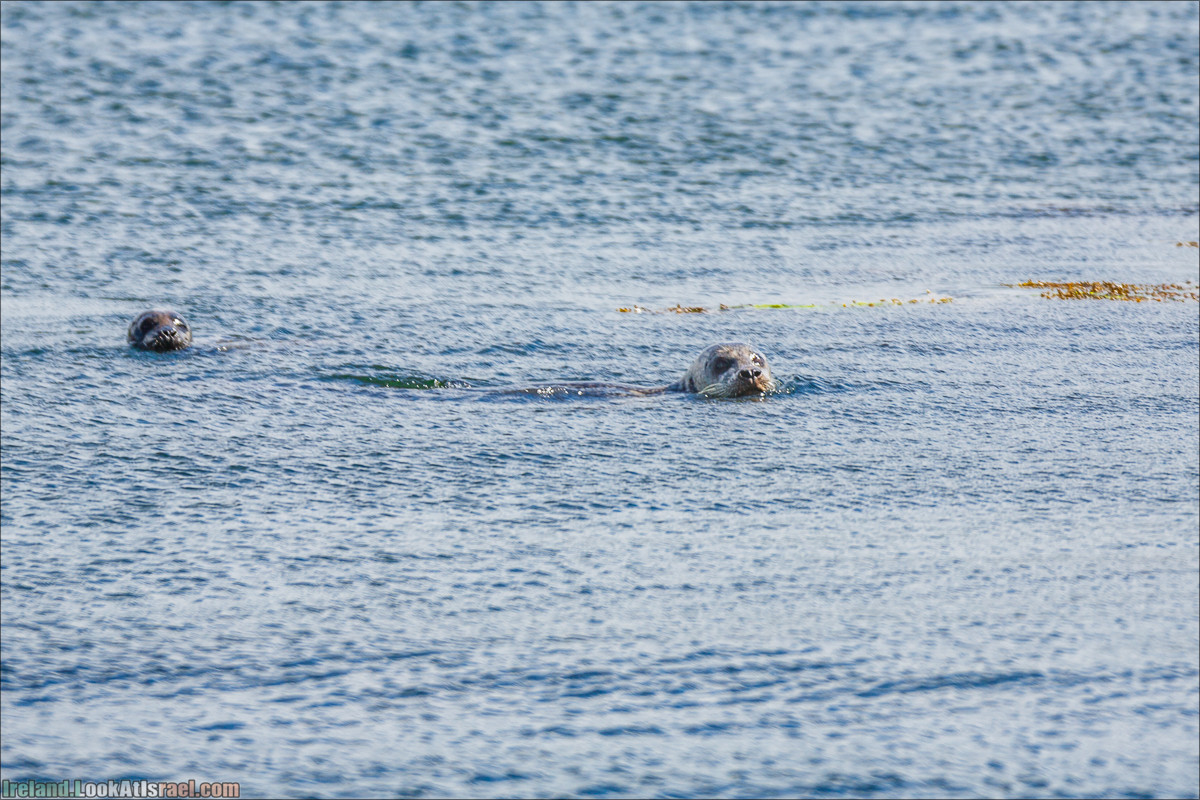 Seafari с тюленями в заливе Кенмар | The Ring of Beara, Uragh Stone Circle, Gleninchaquin Park & Waterfall | LookAtIsrael.com путешествует по Ирландии