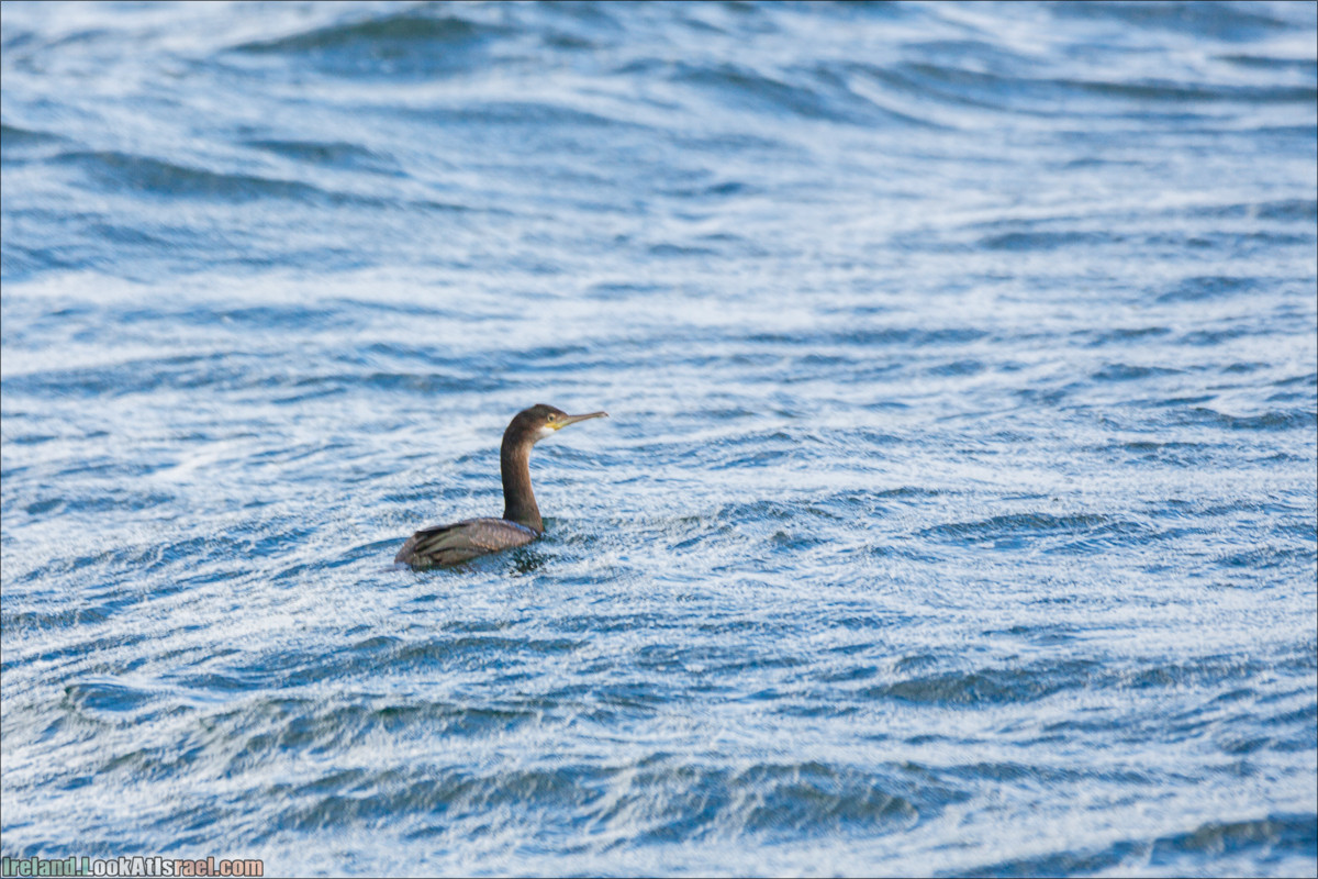 Seafari с тюленями в заливе Кенмар | The Ring of Beara, Uragh Stone Circle, Gleninchaquin Park & Waterfall | LookAtIsrael.com путешествует по Ирландии