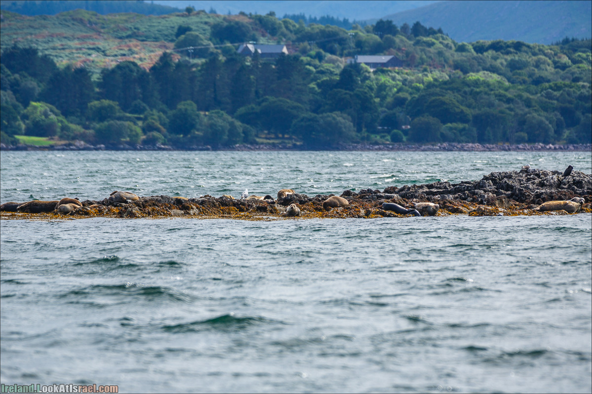Seafari с тюленями в заливе Кенмар | The Ring of Beara, Uragh Stone Circle, Gleninchaquin Park & Waterfall | LookAtIsrael.com путешествует по Ирландии