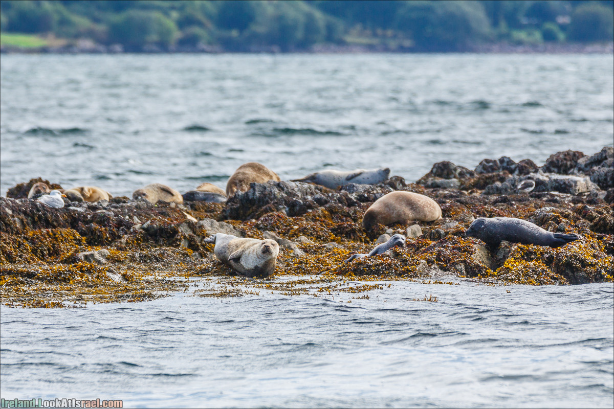 Seafari с тюленями в заливе Кенмар | The Ring of Beara, Uragh Stone Circle, Gleninchaquin Park & Waterfall | LookAtIsrael.com путешествует по Ирландии