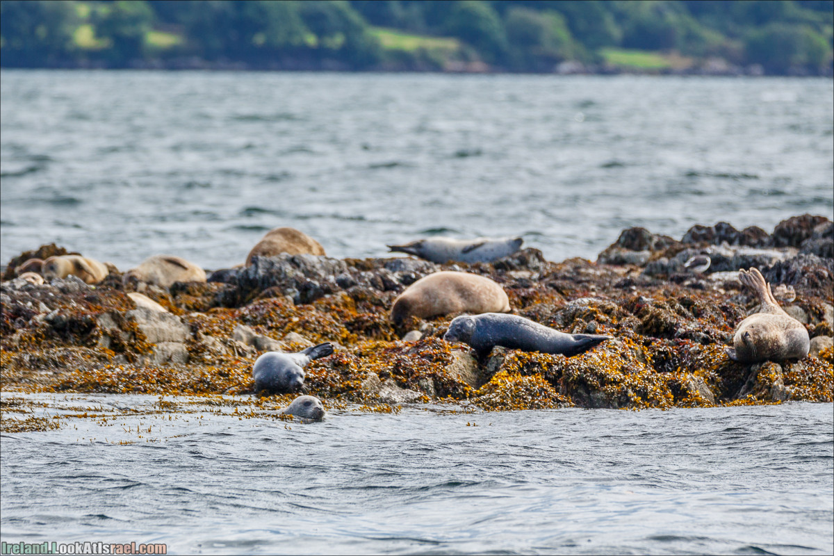 Seafari с тюленями в заливе Кенмар | The Ring of Beara, Uragh Stone Circle, Gleninchaquin Park & Waterfall | LookAtIsrael.com путешествует по Ирландии