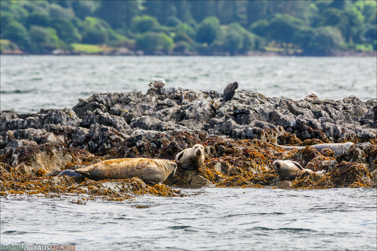Seafari с тюленями в заливе Кенмар | The Ring of Beara, Uragh Stone Circle, Gleninchaquin Park & Waterfall | LookAtIsrael.com путешествует по Ирландии