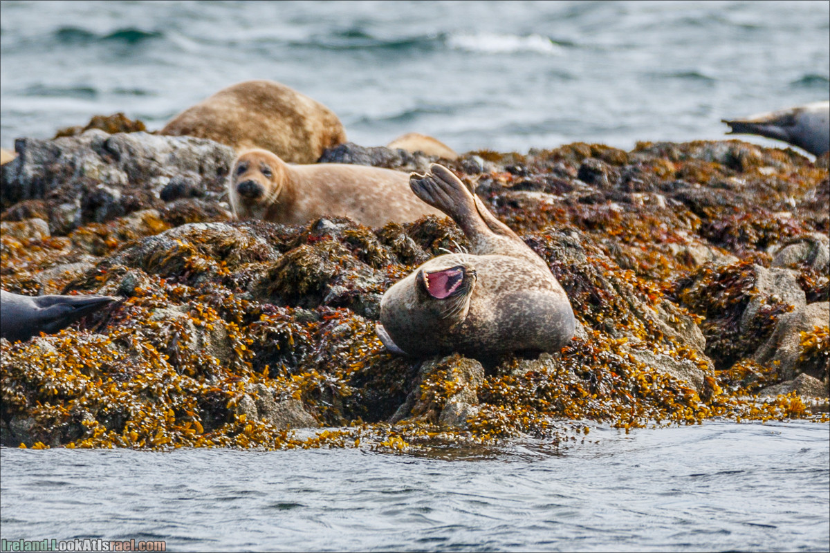 Seafari с тюленями в заливе Кенмар | The Ring of Beara, Uragh Stone Circle, Gleninchaquin Park & Waterfall | LookAtIsrael.com путешествует по Ирландии