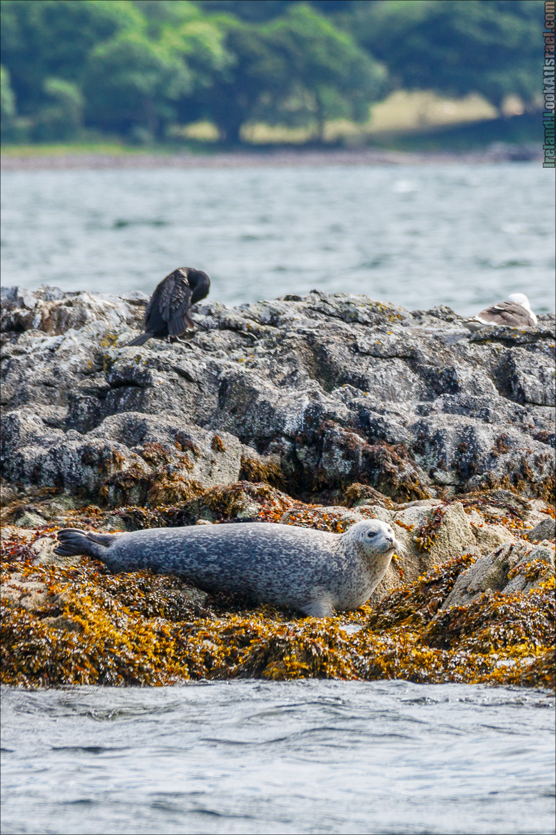 Seafari с тюленями в заливе Кенмар | The Ring of Beara, Uragh Stone Circle, Gleninchaquin Park & Waterfall | LookAtIsrael.com путешествует по Ирландии