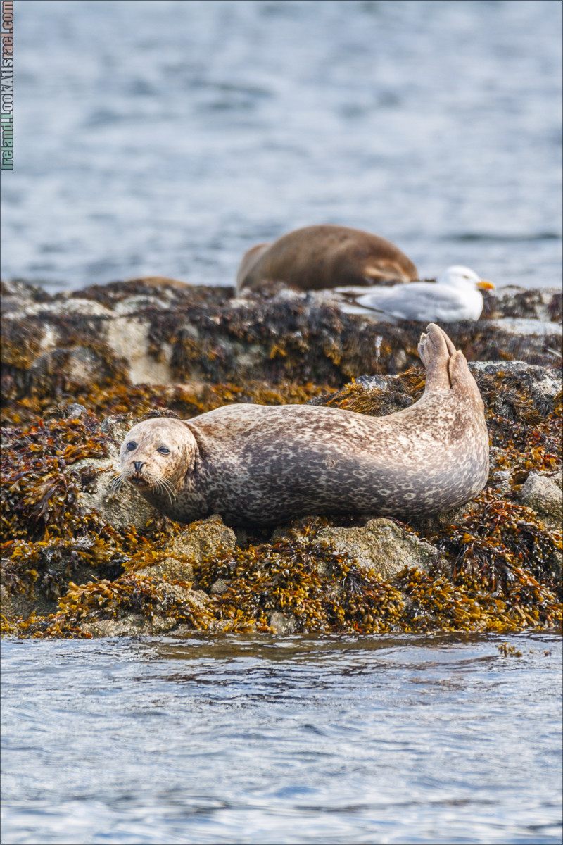 Seafari с тюленями в заливе Кенмар | The Ring of Beara, Uragh Stone Circle, Gleninchaquin Park & Waterfall | LookAtIsrael.com путешествует по Ирландии
