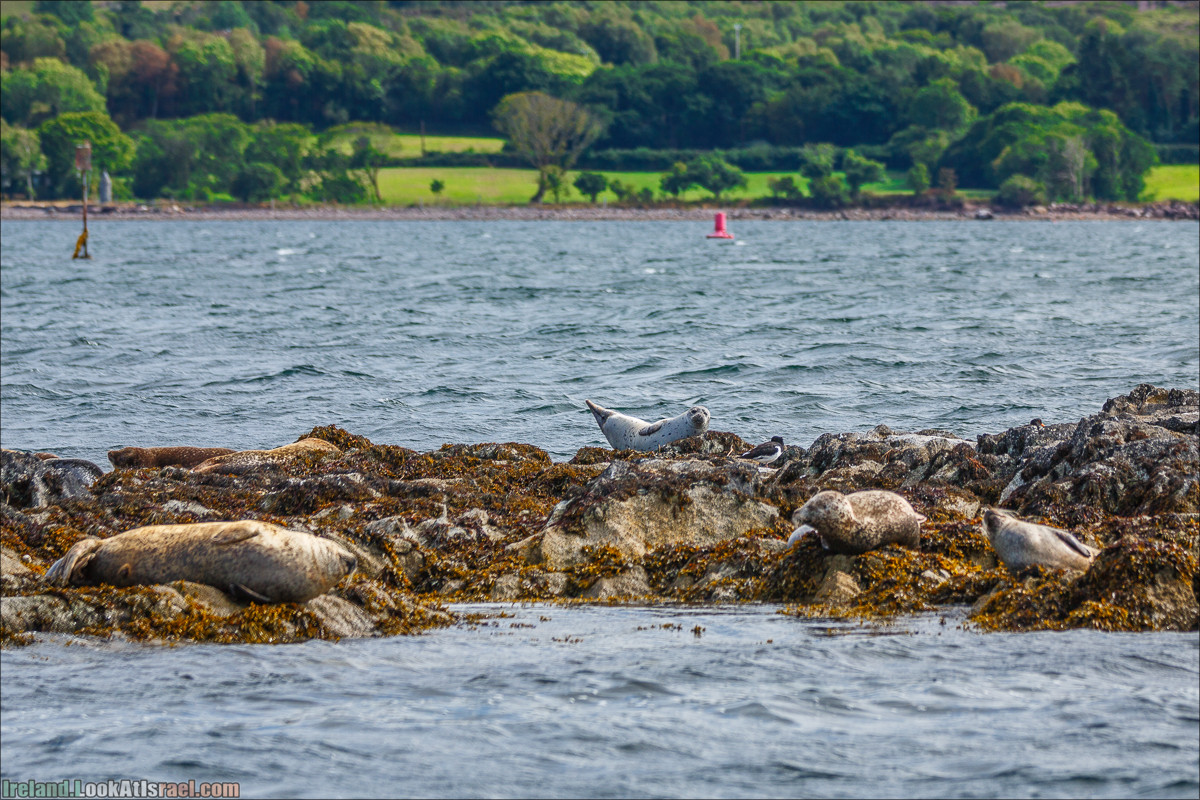 Seafari с тюленями в заливе Кенмар | The Ring of Beara, Uragh Stone Circle, Gleninchaquin Park & Waterfall | LookAtIsrael.com путешествует по Ирландии