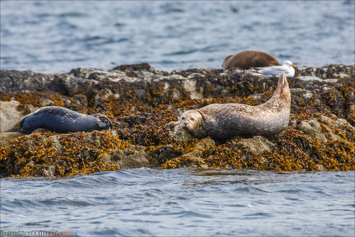 Seafari с тюленями в заливе Кенмар | The Ring of Beara, Uragh Stone Circle, Gleninchaquin Park & Waterfall | LookAtIsrael.com путешествует по Ирландии
