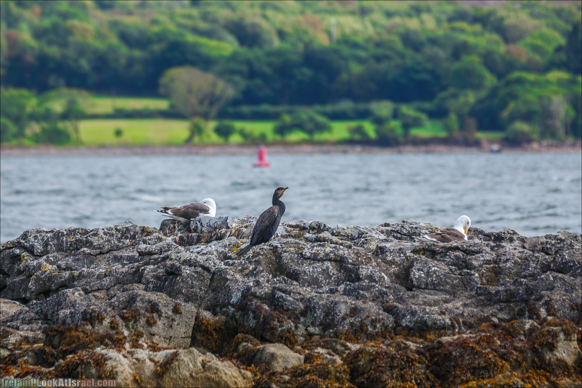 Seafari с тюленями в заливе Кенмар | The Ring of Beara, Uragh Stone Circle, Gleninchaquin Park & Waterfall | LookAtIsrael.com путешествует по Ирландии