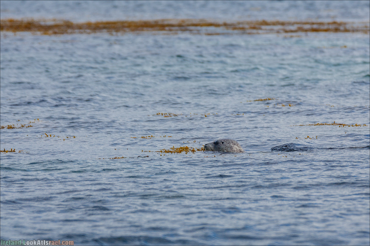 Seafari с тюленями в заливе Кенмар | The Ring of Beara, Uragh Stone Circle, Gleninchaquin Park & Waterfall | LookAtIsrael.com путешествует по Ирландии