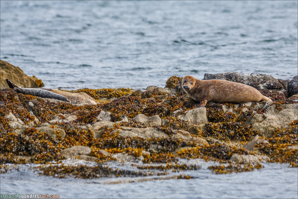 Seafari с тюленями в заливе Кенмар | The Ring of Beara, Uragh Stone Circle, Gleninchaquin Park & Waterfall | LookAtIsrael.com путешествует по Ирландии