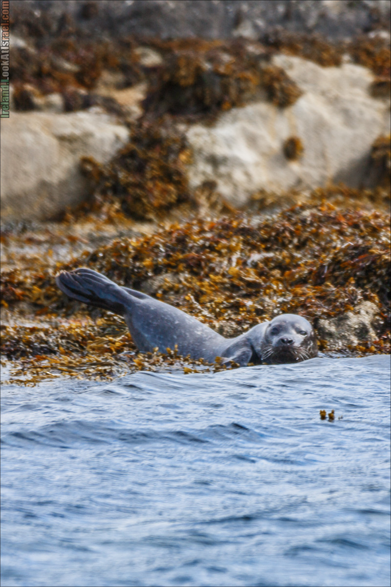 Seafari с тюленями в заливе Кенмар | The Ring of Beara, Uragh Stone Circle, Gleninchaquin Park & Waterfall | LookAtIsrael.com путешествует по Ирландии