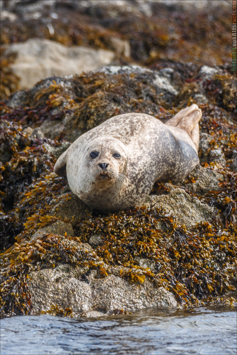 Seafari с тюленями в заливе Кенмар | The Ring of Beara, Uragh Stone Circle, Gleninchaquin Park & Waterfall | LookAtIsrael.com путешествует по Ирландии