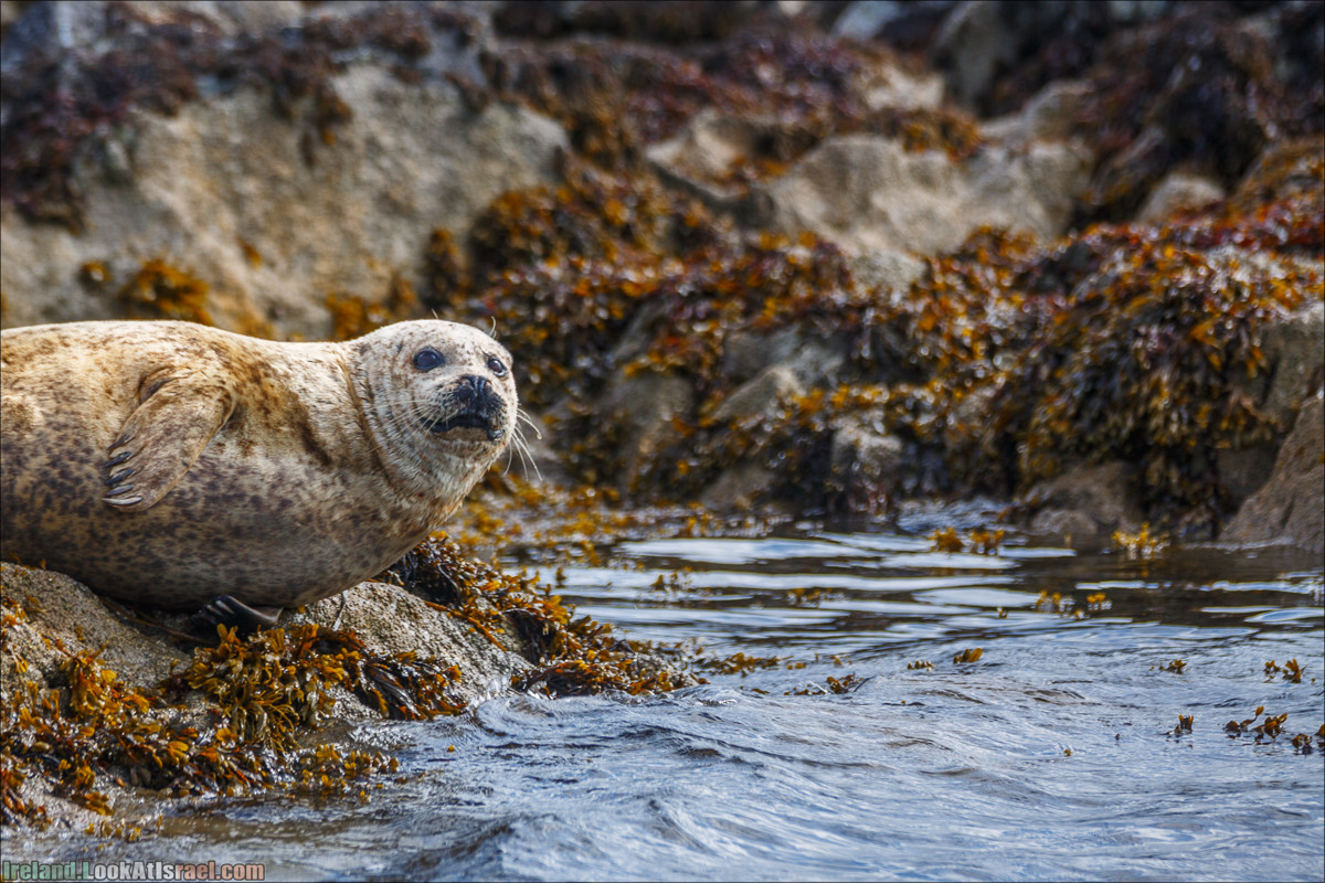 Seafari с тюленями в заливе Кенмар | The Ring of Beara, Uragh Stone Circle, Gleninchaquin Park & Waterfall | LookAtIsrael.com путешествует по Ирландии
