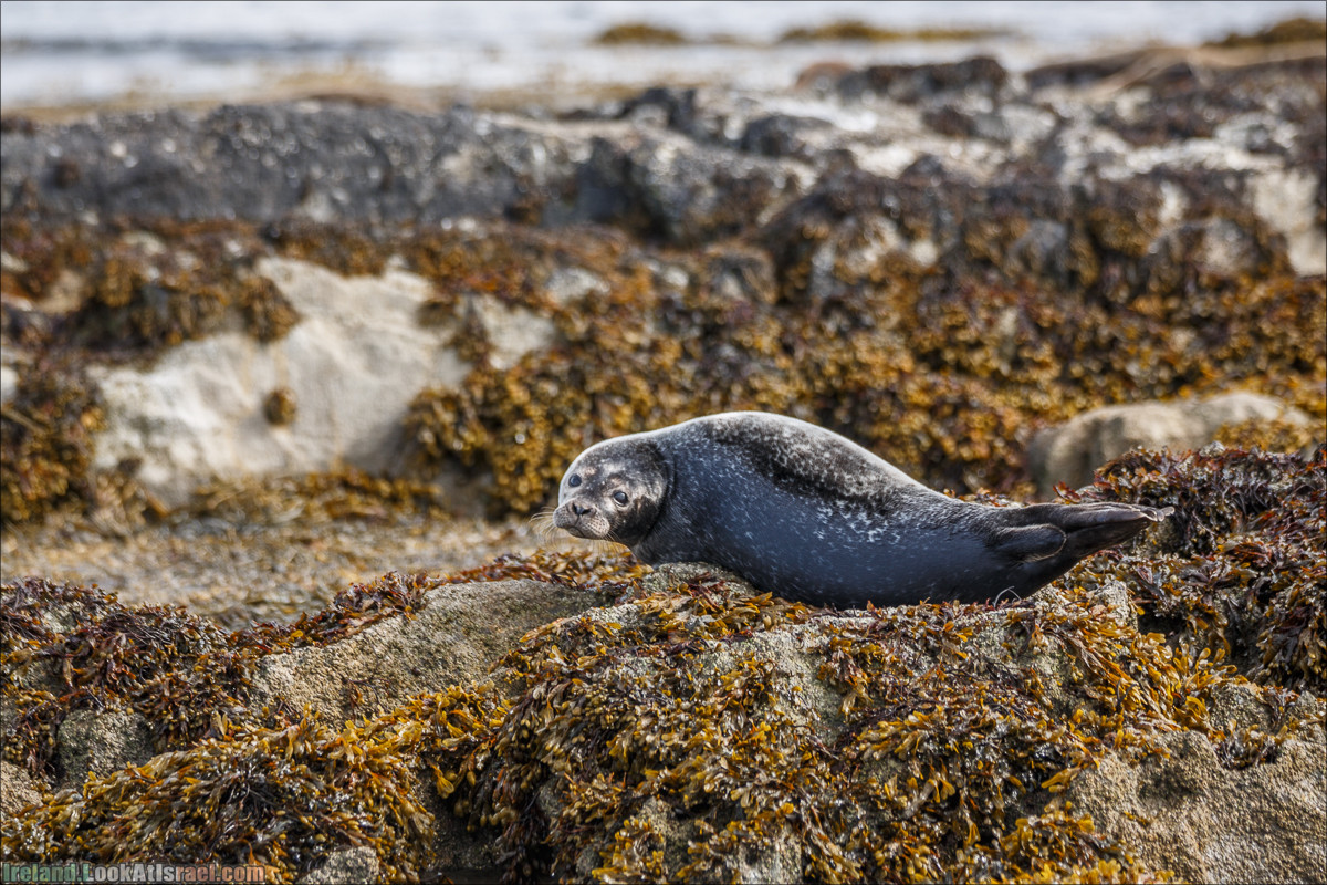Seafari с тюленями в заливе Кенмар | The Ring of Beara, Uragh Stone Circle, Gleninchaquin Park & Waterfall | LookAtIsrael.com путешествует по Ирландии