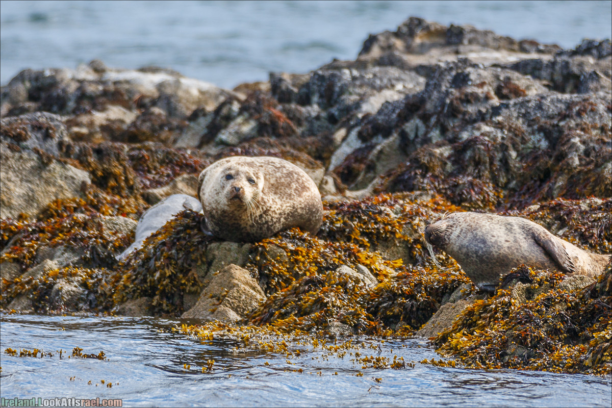 Seafari с тюленями в заливе Кенмар | The Ring of Beara, Uragh Stone Circle, Gleninchaquin Park & Waterfall | LookAtIsrael.com путешествует по Ирландии