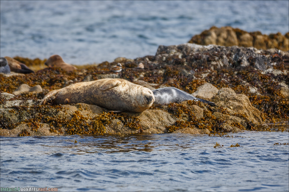Seafari с тюленями в заливе Кенмар | The Ring of Beara, Uragh Stone Circle, Gleninchaquin Park & Waterfall | LookAtIsrael.com путешествует по Ирландии
