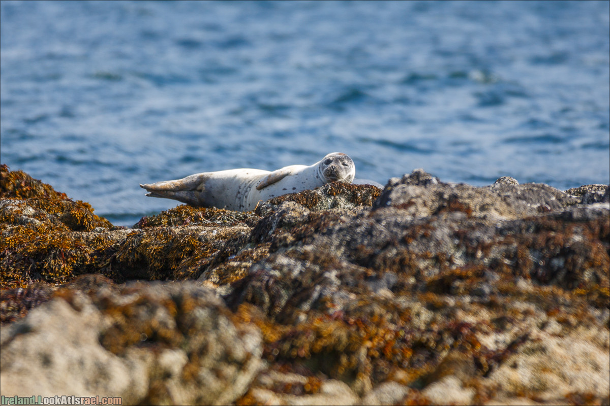 Seafari с тюленями в заливе Кенмар | The Ring of Beara, Uragh Stone Circle, Gleninchaquin Park & Waterfall | LookAtIsrael.com путешествует по Ирландии