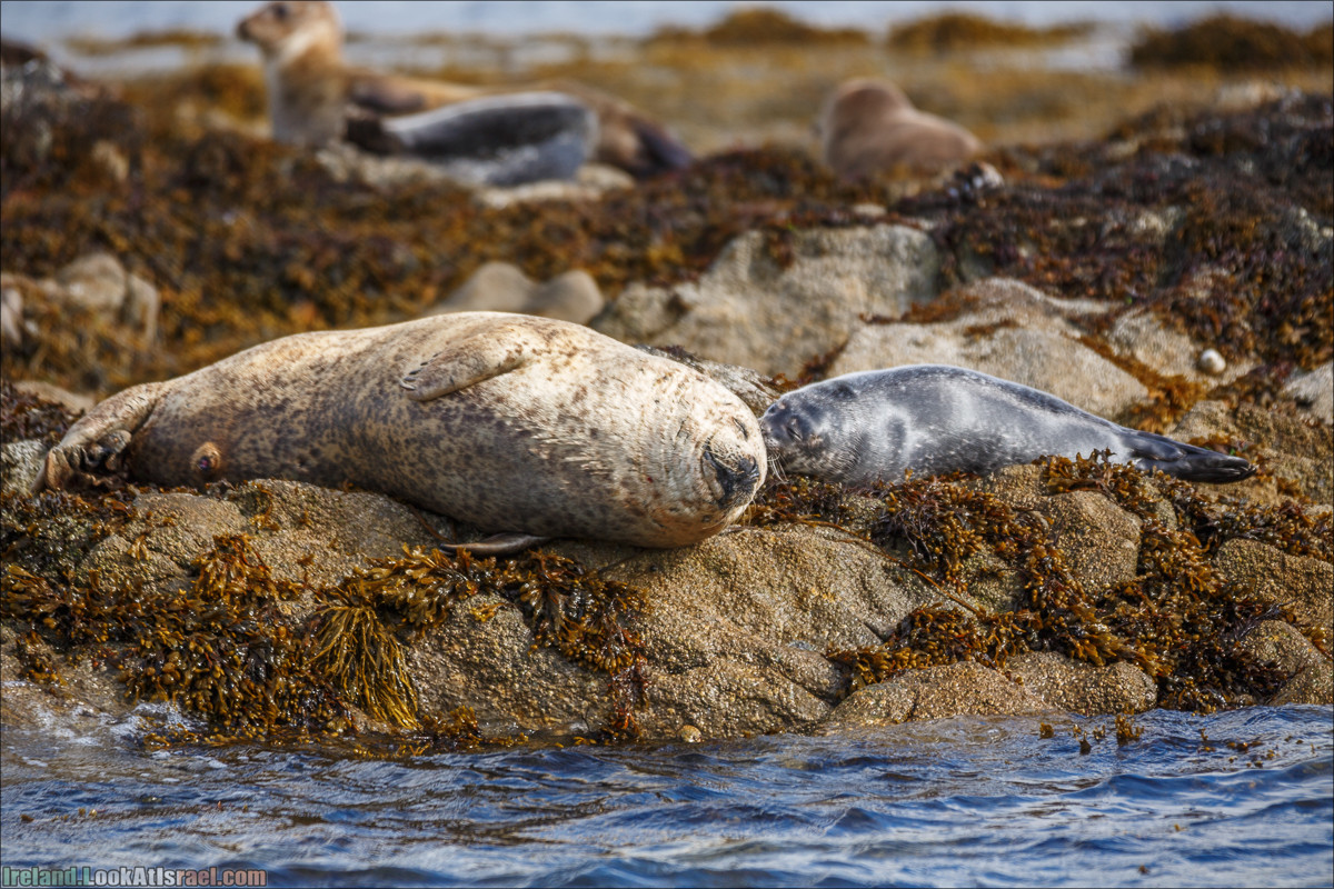 Seafari с тюленями в заливе Кенмар | The Ring of Beara, Uragh Stone Circle, Gleninchaquin Park & Waterfall | LookAtIsrael.com путешествует по Ирландии