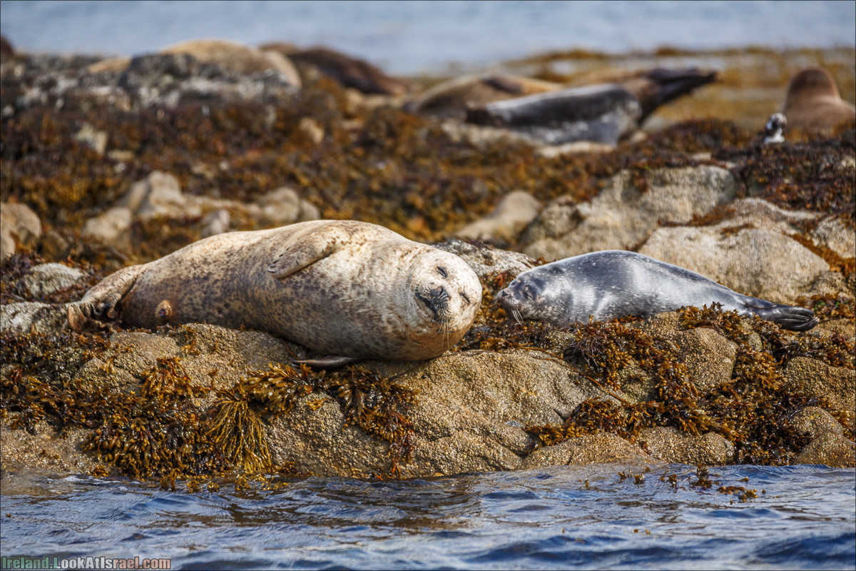 Seafari с тюленями в заливе Кенмар | The Ring of Beara, Uragh Stone Circle, Gleninchaquin Park & Waterfall | LookAtIsrael.com путешествует по Ирландии