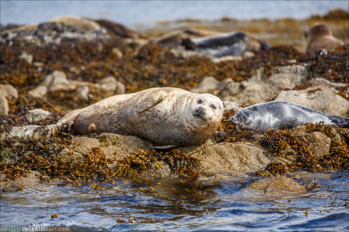 Seafari с тюленями в заливе Кенмар | The Ring of Beara, Uragh Stone Circle, Gleninchaquin Park & Waterfall | LookAtIsrael.com путешествует по Ирландии