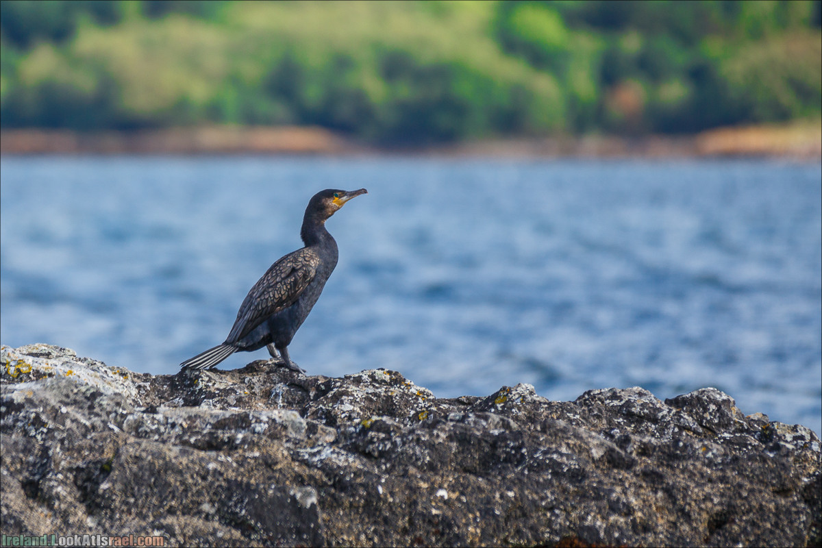Seafari с тюленями в заливе Кенмар | The Ring of Beara, Uragh Stone Circle, Gleninchaquin Park & Waterfall | LookAtIsrael.com путешествует по Ирландии