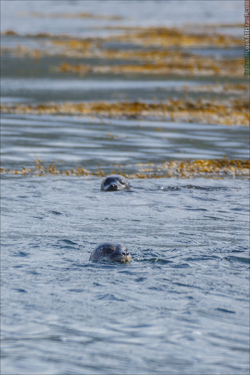 Seafari с тюленями в заливе Кенмар | The Ring of Beara, Uragh Stone Circle, Gleninchaquin Park & Waterfall | LookAtIsrael.com путешествует по Ирландии
